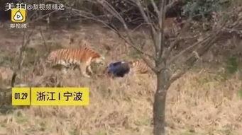 动物女巫内陆爆料视频,内陆爆料视频大揭秘  第3张